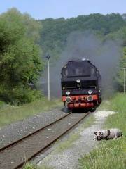 Zug der "Dampfbahn" - mit einmontiertem Hund